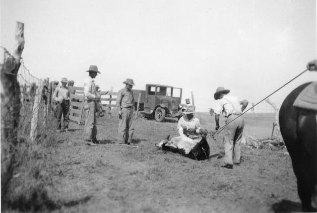 Branding Cattle on the Davis Ranch