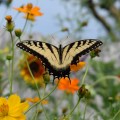 b021eastern tiger swallowtail