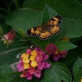b027 Pearl Crescent
