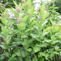 a002 common milkweed