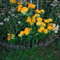 a003 asclepias tuberosa, butterfly weed